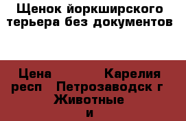 Щенок йоркширского терьера без документов. › Цена ­ 8 000 - Карелия респ., Петрозаводск г. Животные и растения » Собаки   
